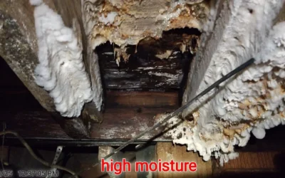 Mold Testing in Tucker, GA — Protect Your Health Before You Buy